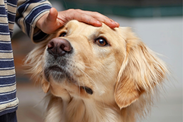 Safe Pet Transport UK for Domestic & International Travel