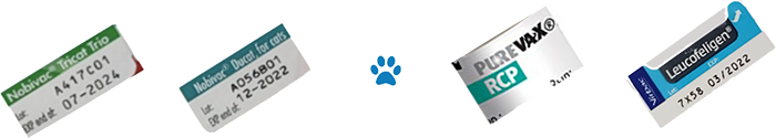 cat vaccination schedule