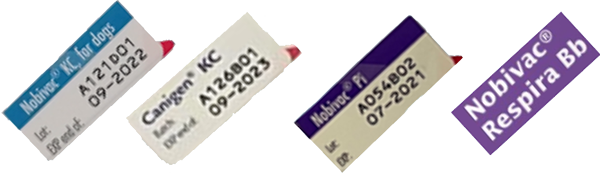 dog vaccination prior to boarding