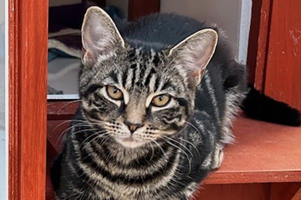ryslip group cattery bracknell berkshire
